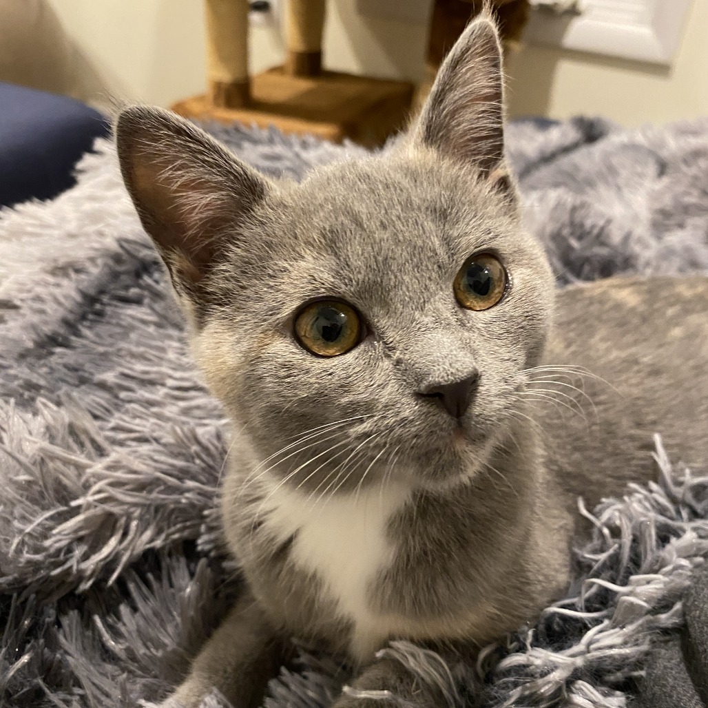 Sylvie — thumbnail 4