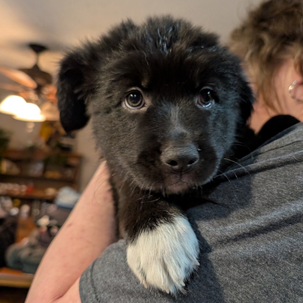 Mixed Breed