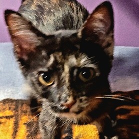 Macy, photo 4
