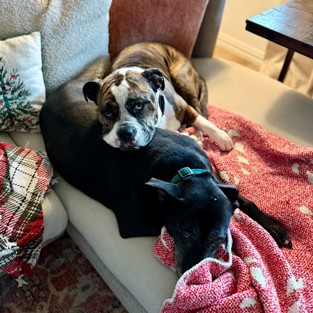 Dottie, photo 5