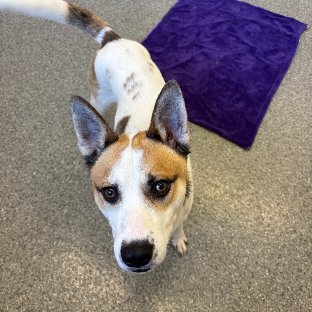 Whiskey — thumbnail 2