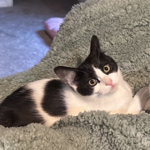 MR ANGEL WINGS - Domestic Shorthair available for adoption