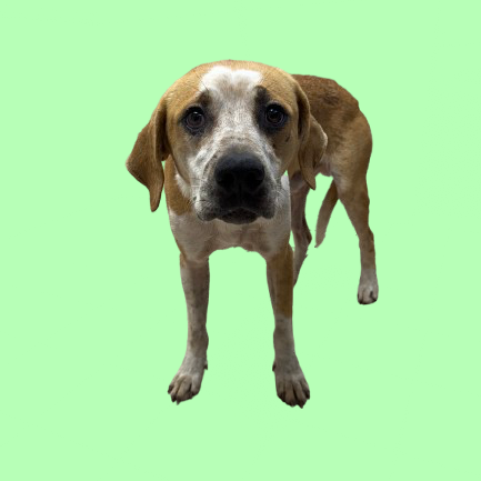 Tusc Stray 81366 2