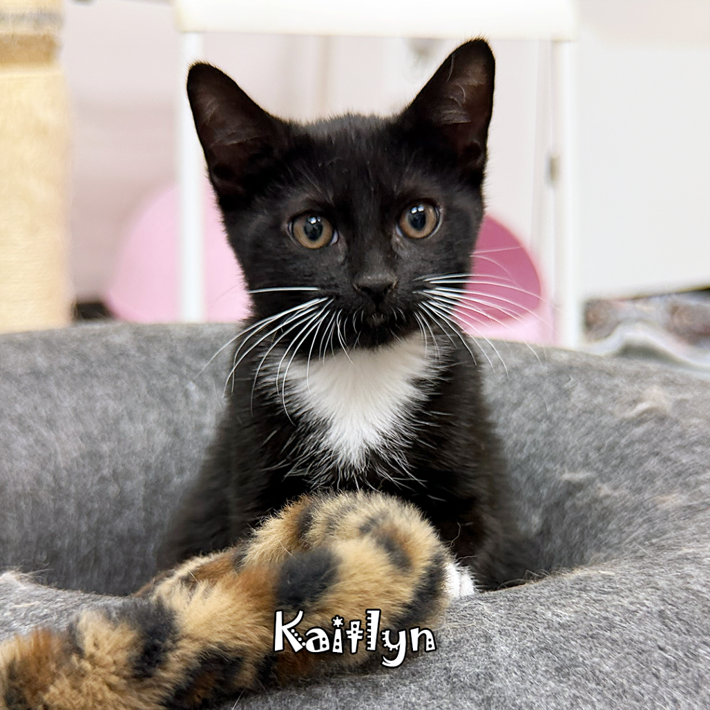 Kaitlyn, an adoptable cat