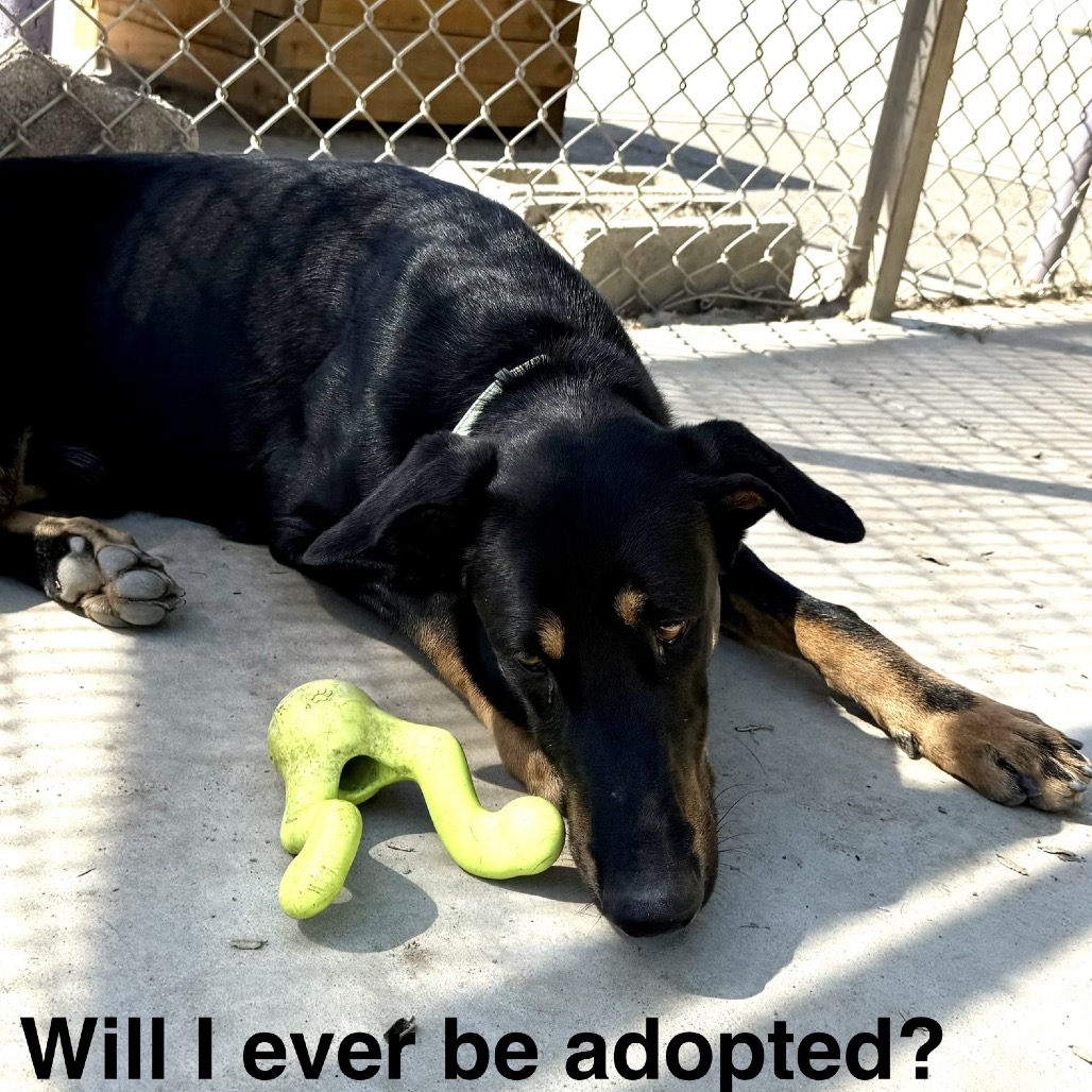 Felix, photo 26