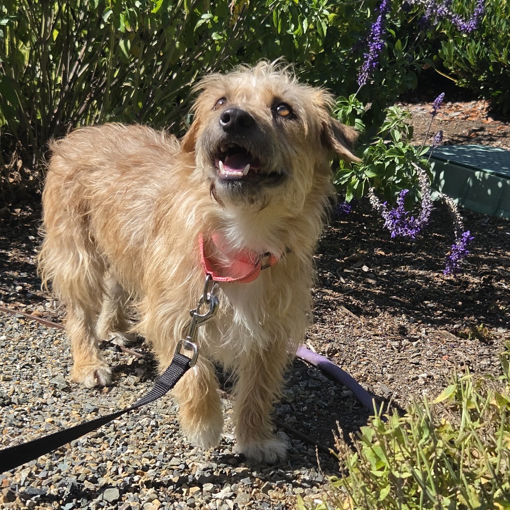 FRODO - Mixed Breed (Small) for adoption in Santa Rosa