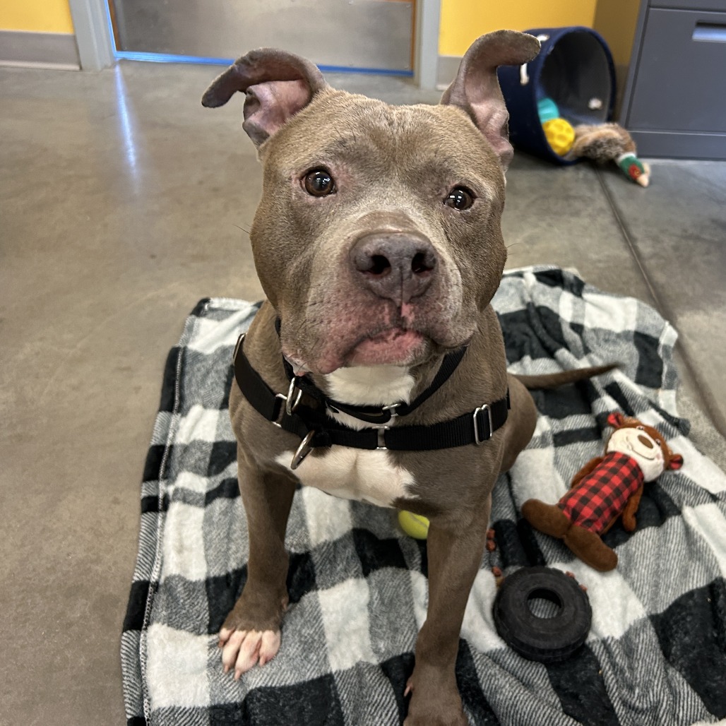 Photo of Blueberry Jam 12