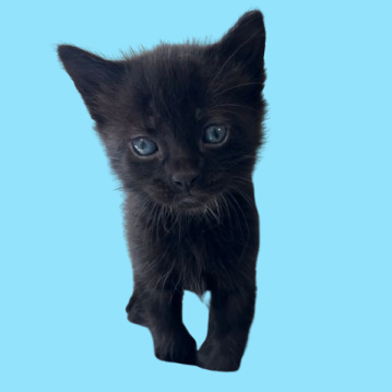Tusc Stray 82286