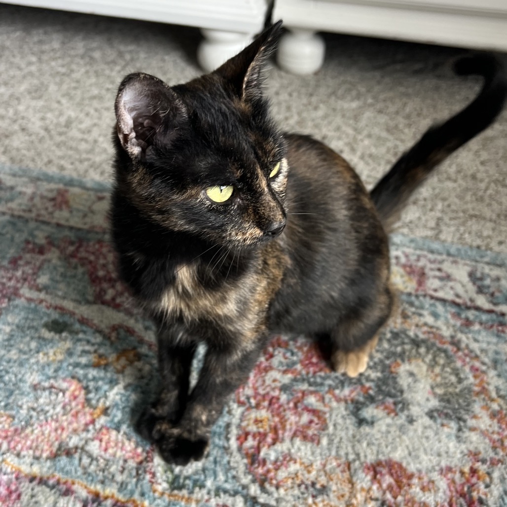 BITSY - Domestic Shorthair available for adoption