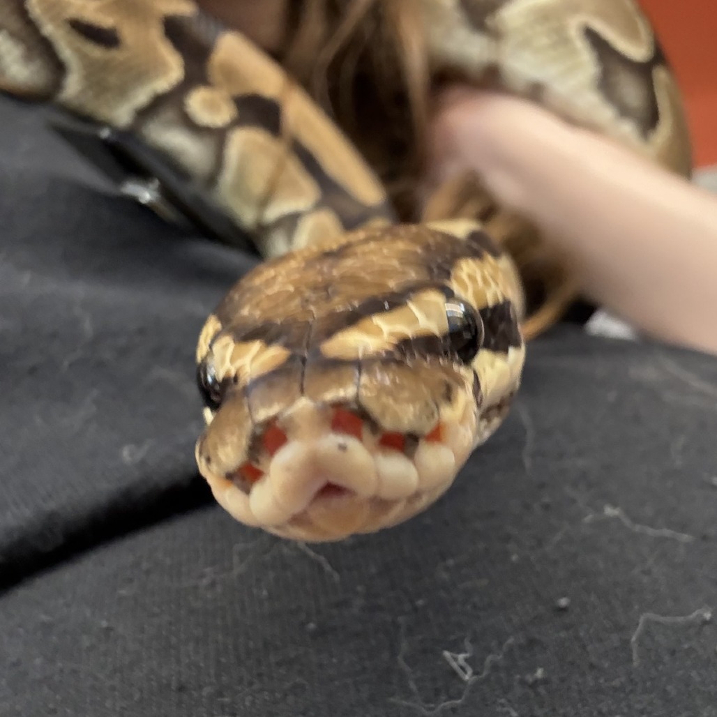 Photo of Tsuchinoko 13