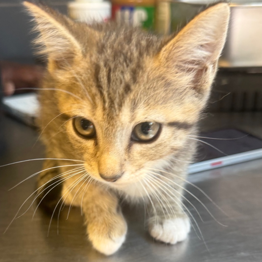 Tusc Stray 85806