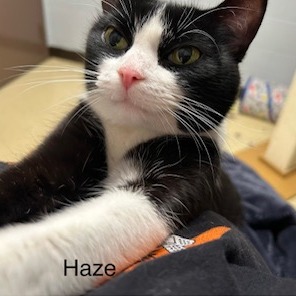 Haze--In Foster, photo 18