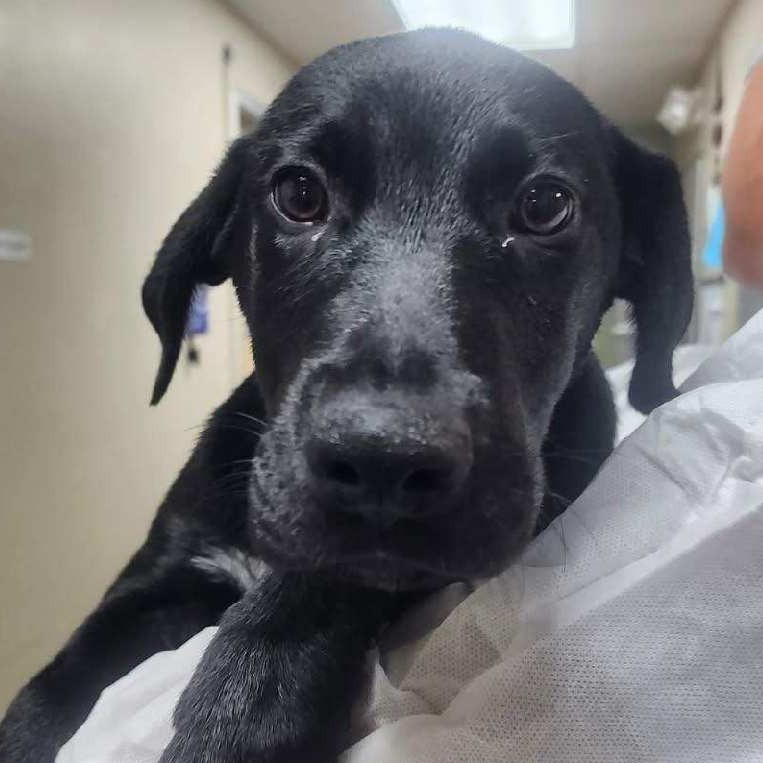 Kennel#10a Phoenix's preview photo