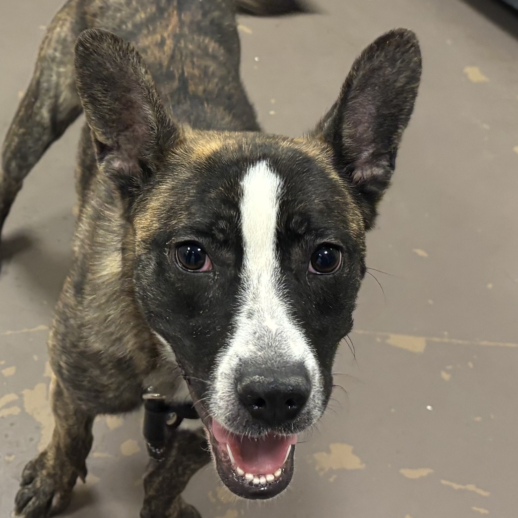 Taffy — thumbnail 2