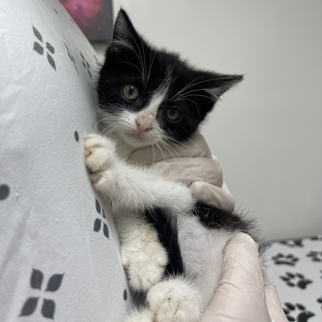 GEAR-HEAD - Domestic Medium Hair available for adoption