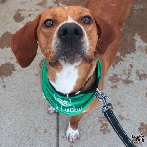 BAYOU - Coonhound, Redbone / Coonhound available for adoption