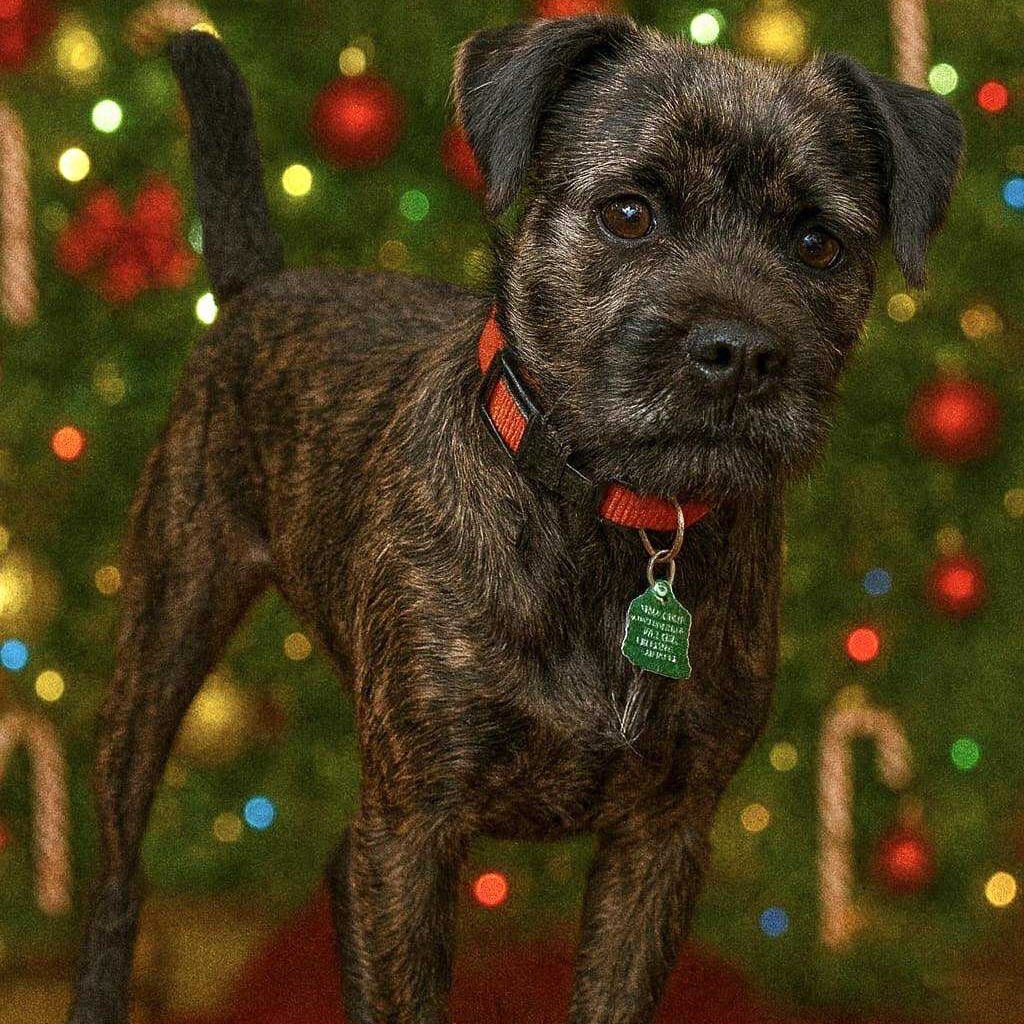 Camo Rescue Breeze is available for adoption at CAMO Rescue
