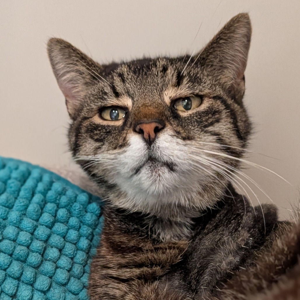 ETHEL - Domestic Shorthair available for adoption
