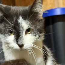 Logan, available for adoption
