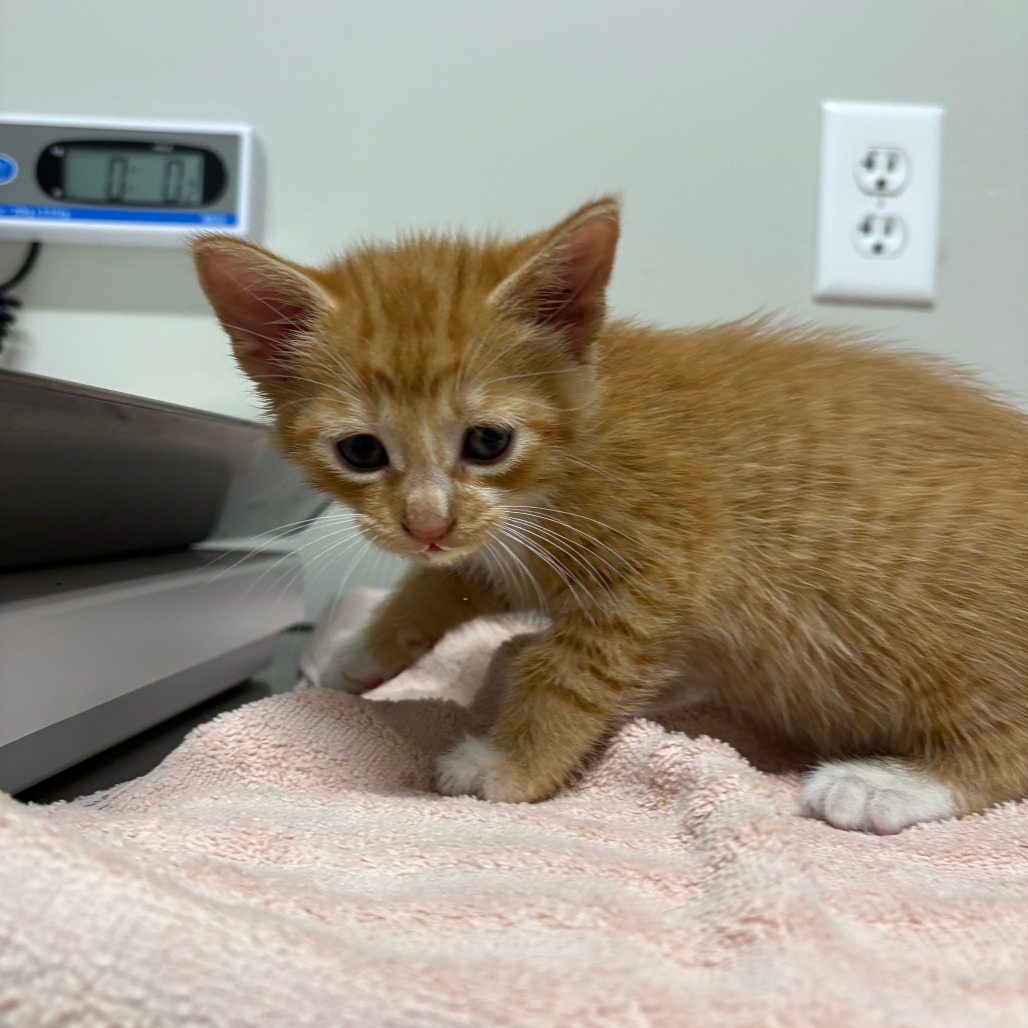 Harvey, a Domestic Shorthair