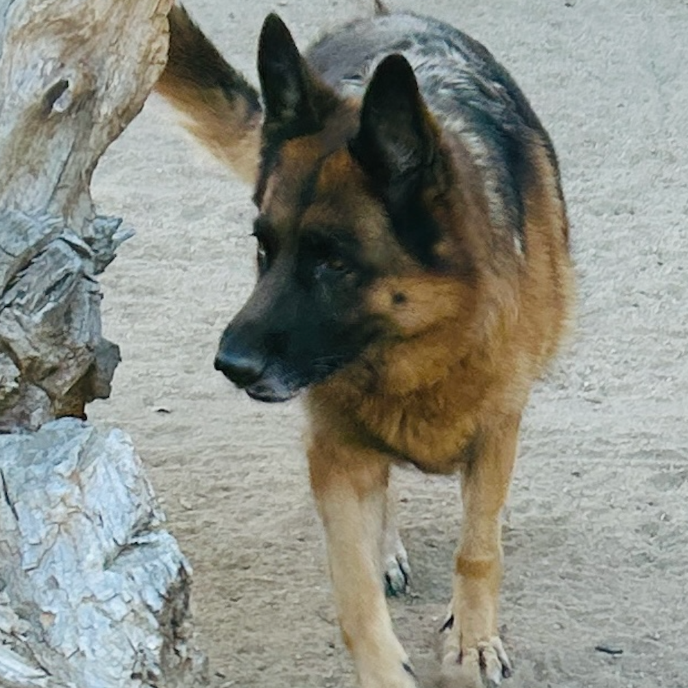 Marley
