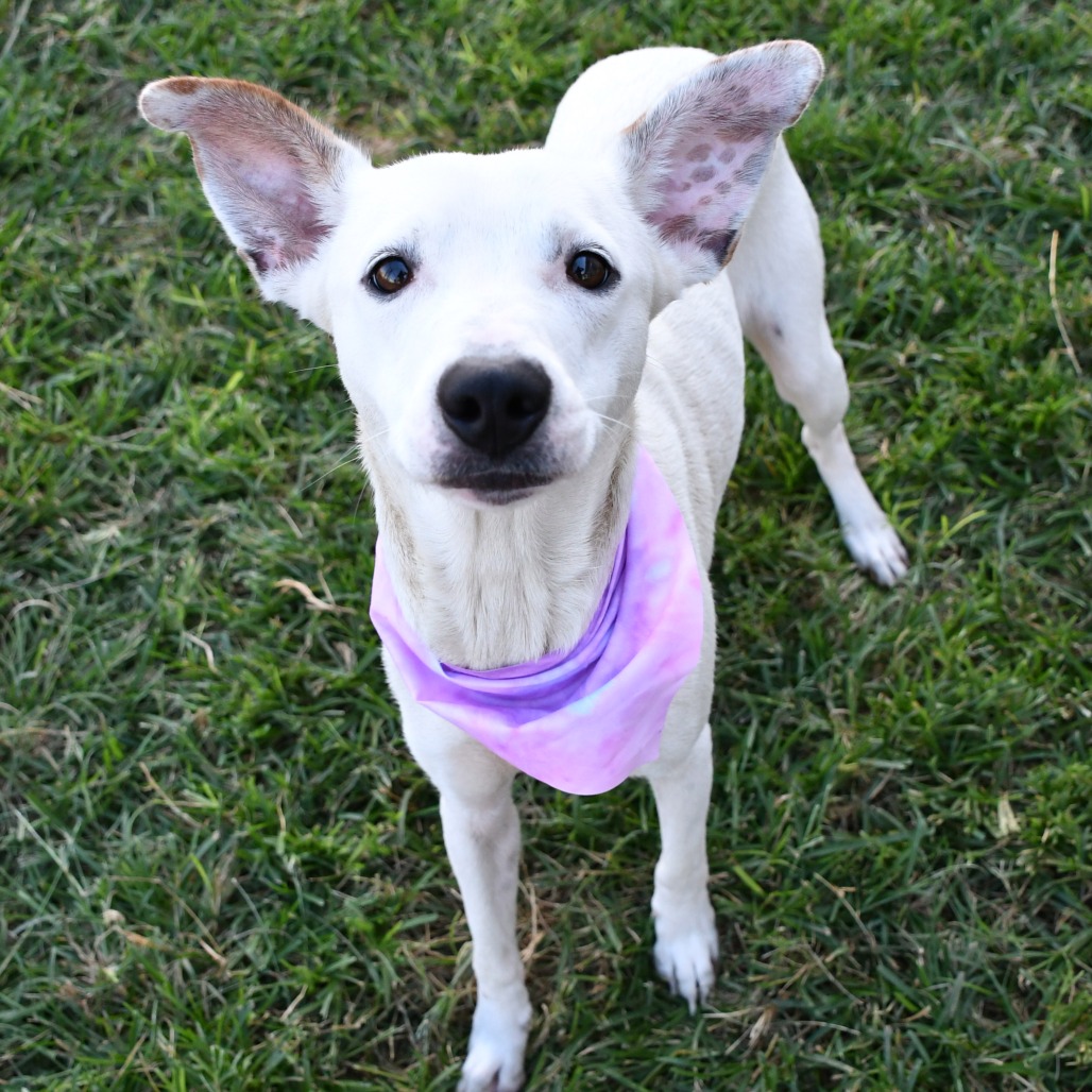 LUCILLE - Shepherd / Mixed Breed (Medium) available for adoption