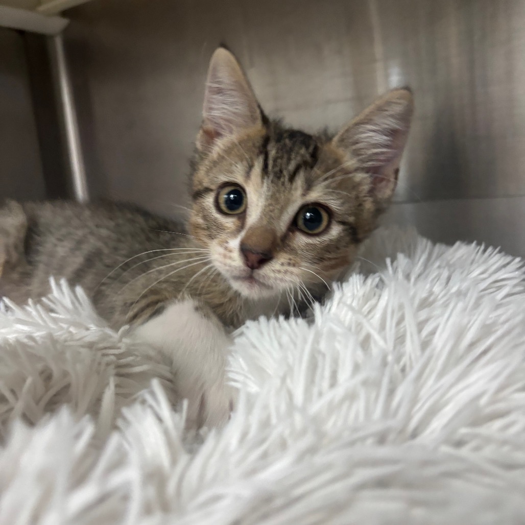 Photo of Luis, a cat adopted from Gulf Coast Humane Society