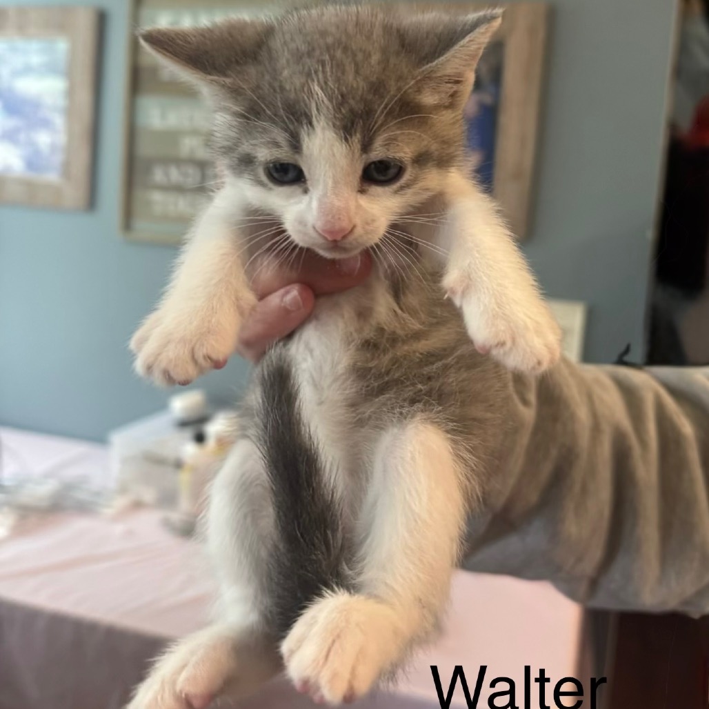 Walter