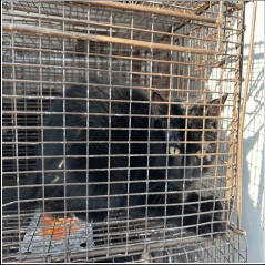 ELENA (663602) - Domestic Shorthair available for adoption