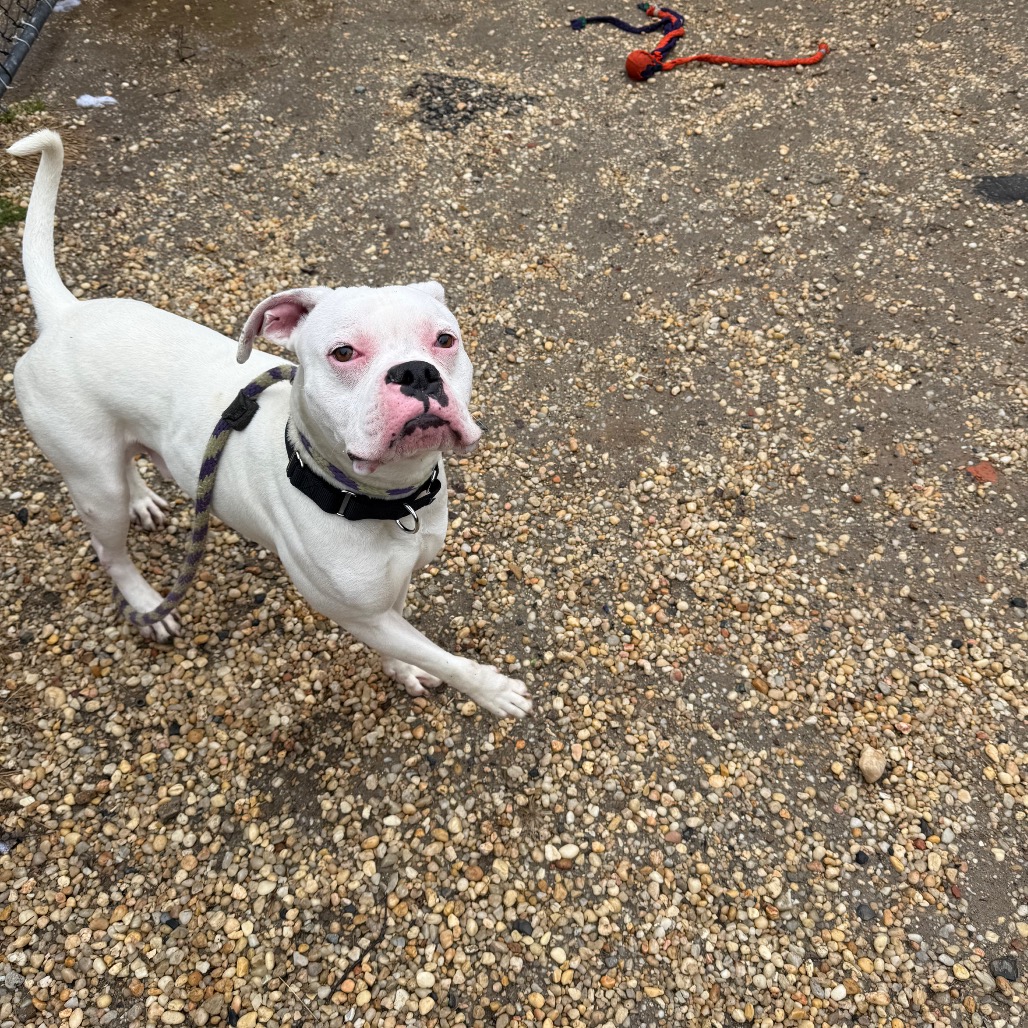 Snowcone — thumbnail 3