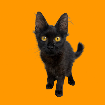 Tusc Stray 82233