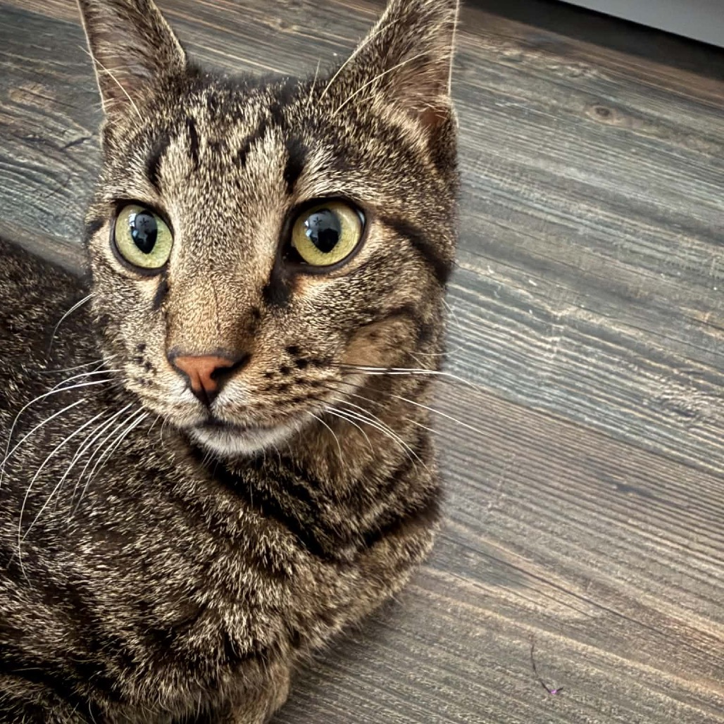Tobi  photo