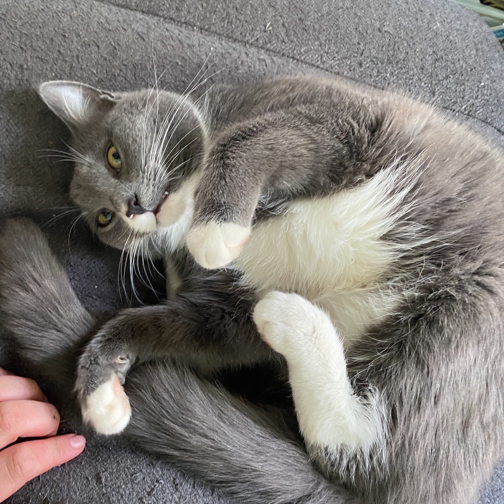 Whitt — thumbnail 4