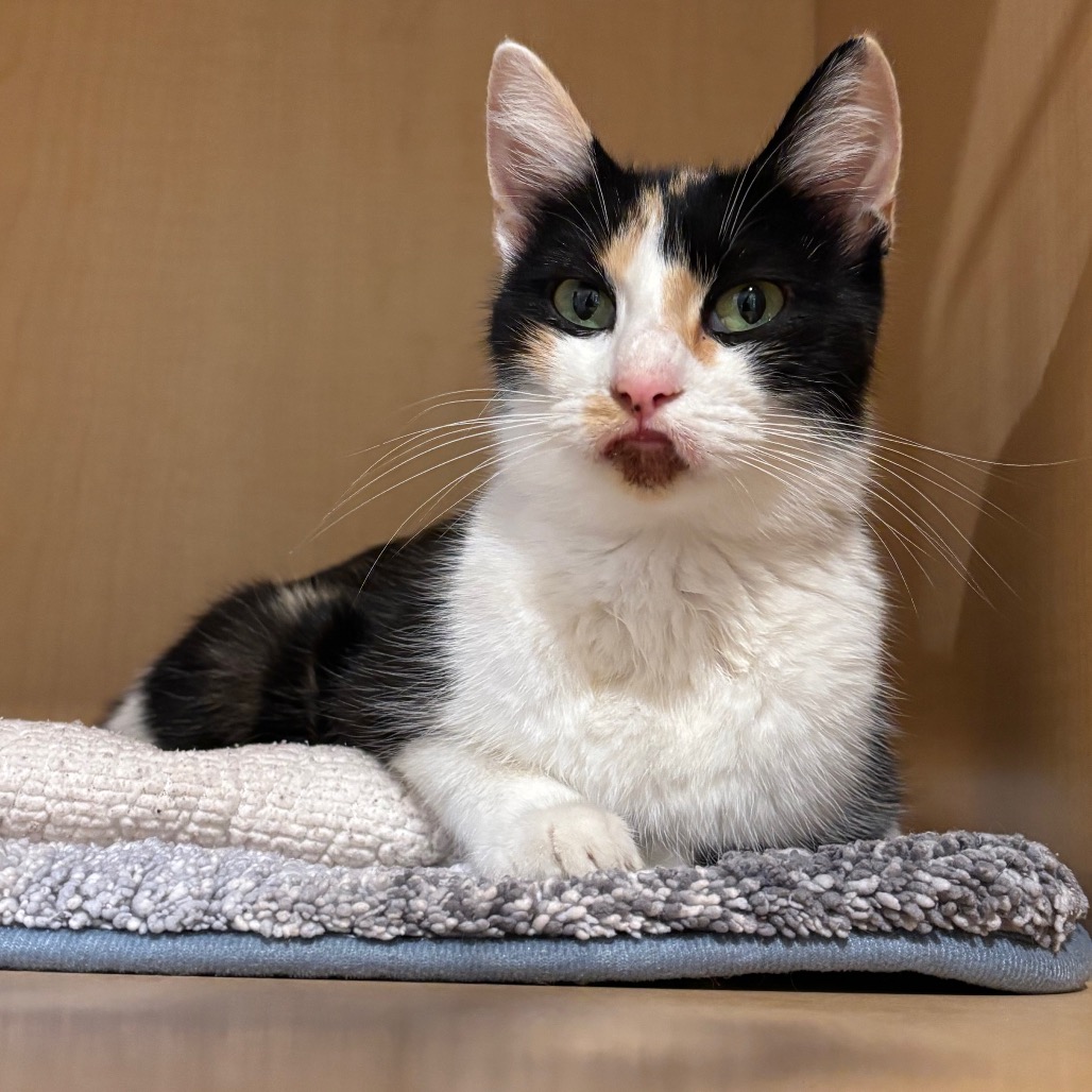 ICE CREAM SUNDAE - Domestic Shorthair available for adoption