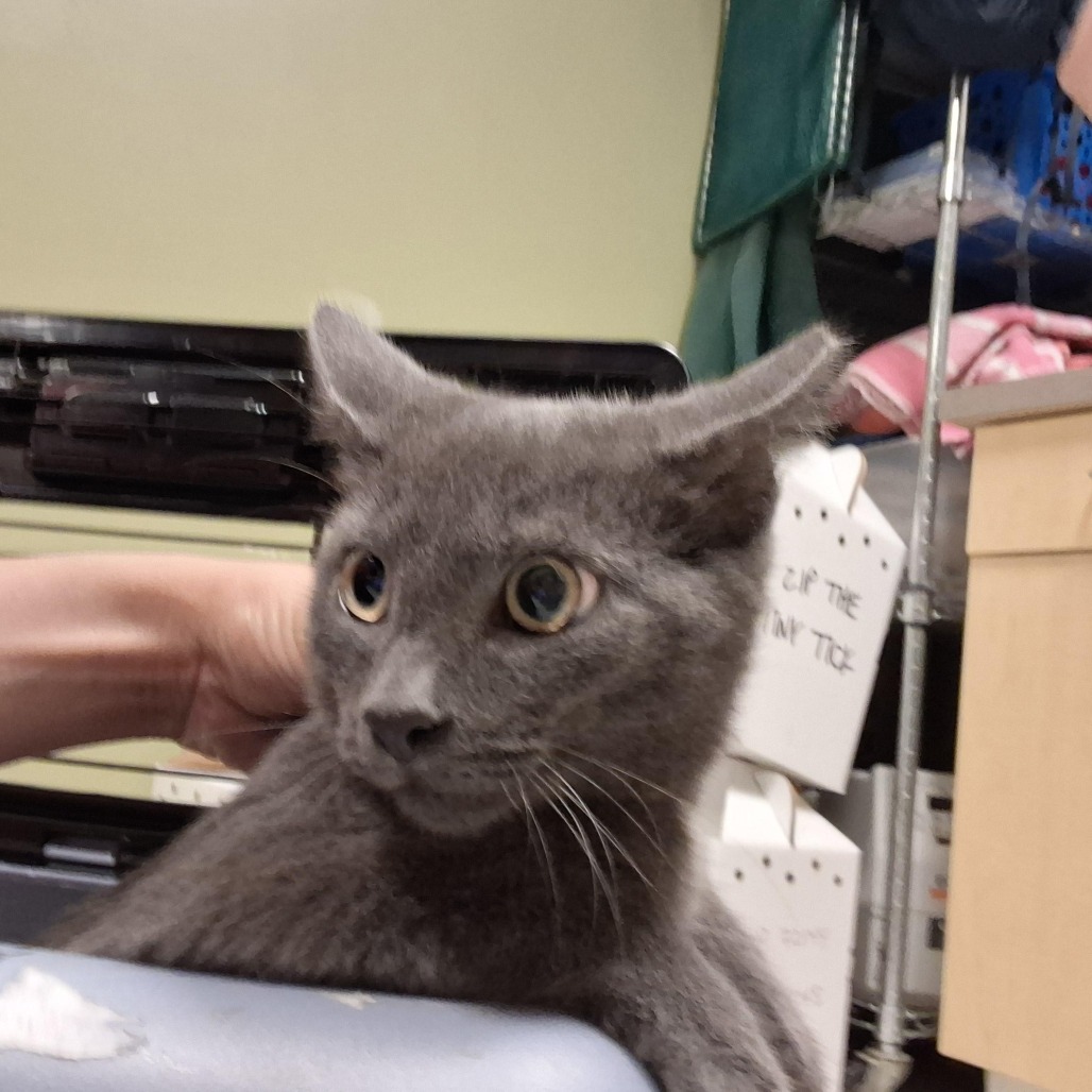 BUTTERFINGERS - Domestic Shorthair available for adoption