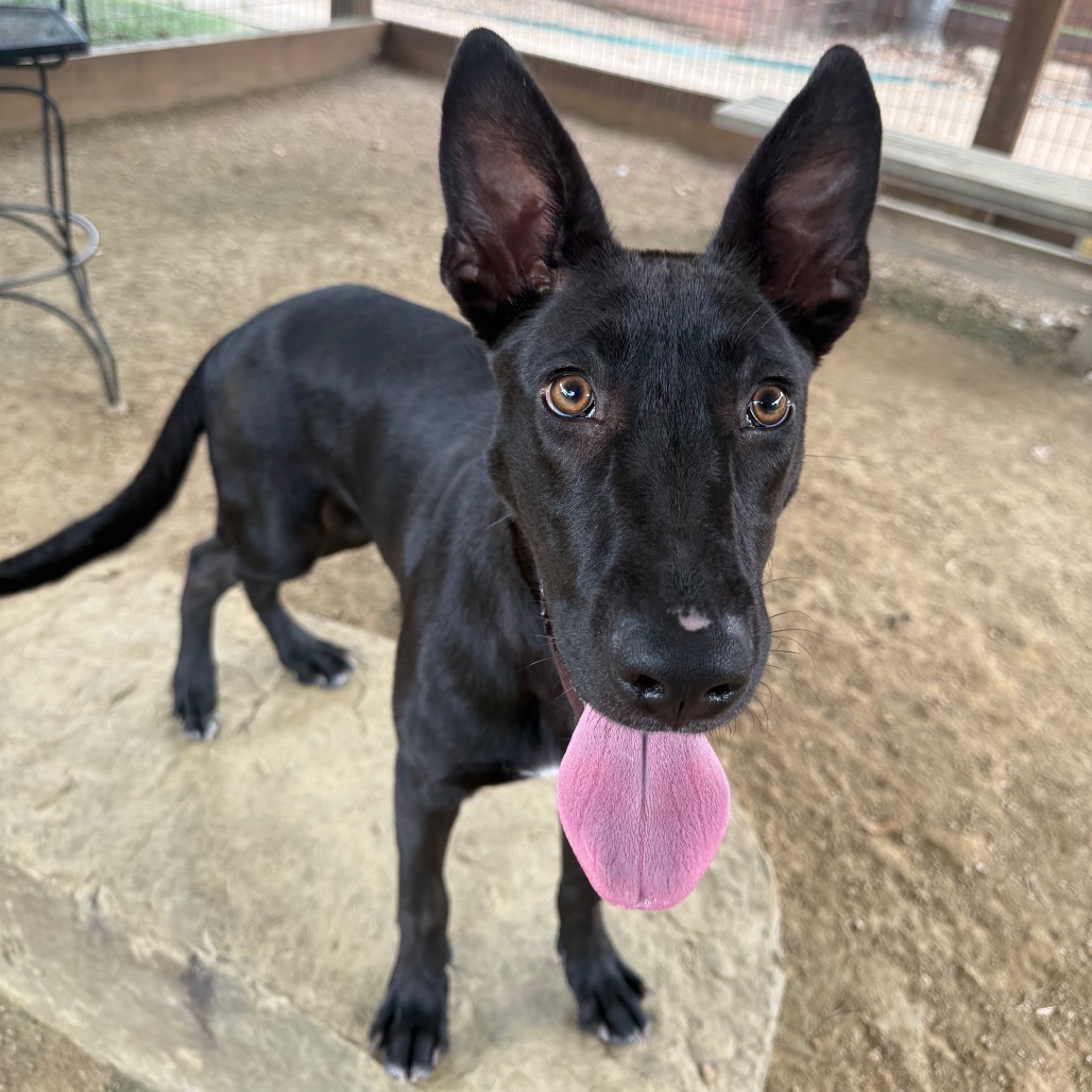 ELIZABETH - Retriever / Labrador available for adoption