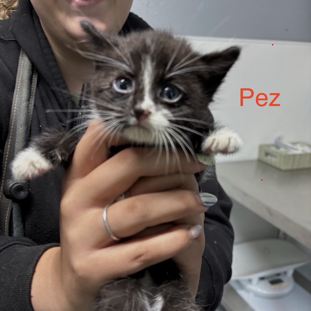 Pez