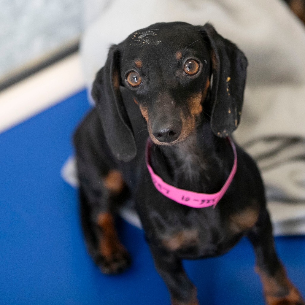 LUCY (S26-01) - Dachshund / Miniature Smooth Haired available for adoption