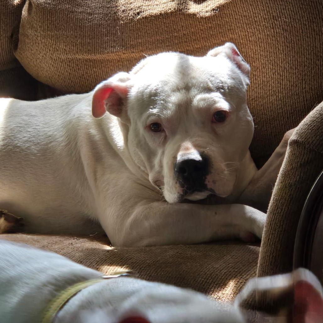 GIMLI - Terrier / American Pit Bull available for adoption