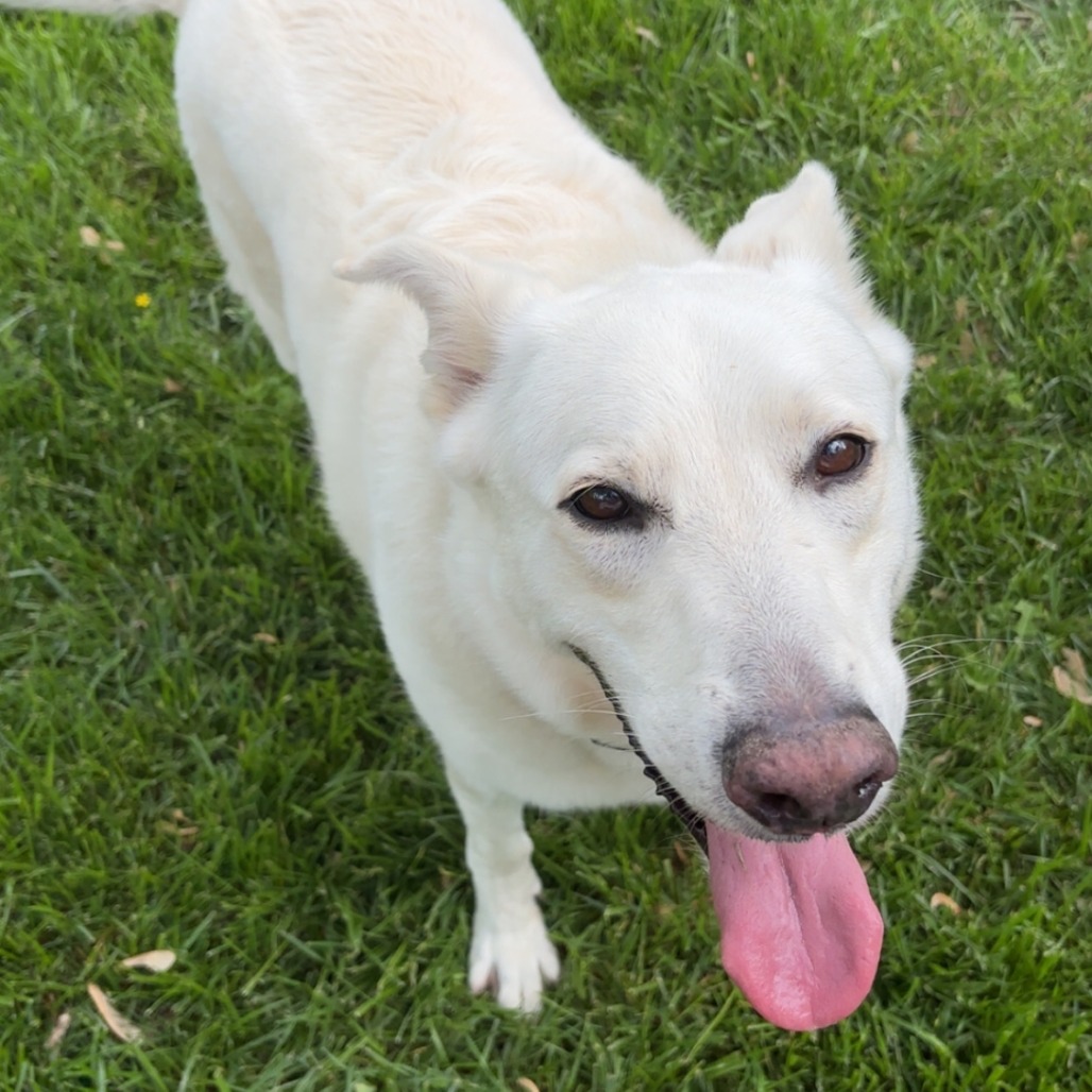 Walter, a large white dog