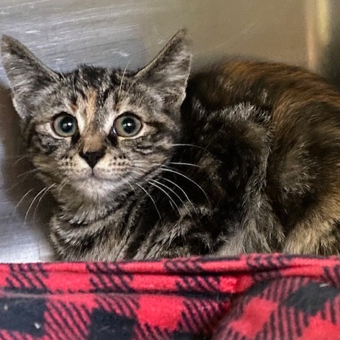 CHEYENNE - Domestic Shorthair for adoption in Dayton