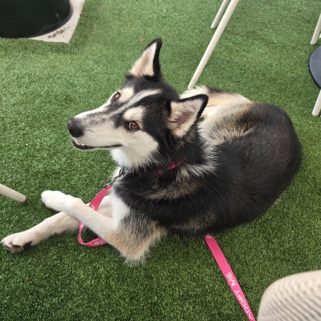 Malyshka, a Husky, Siberian / Husky