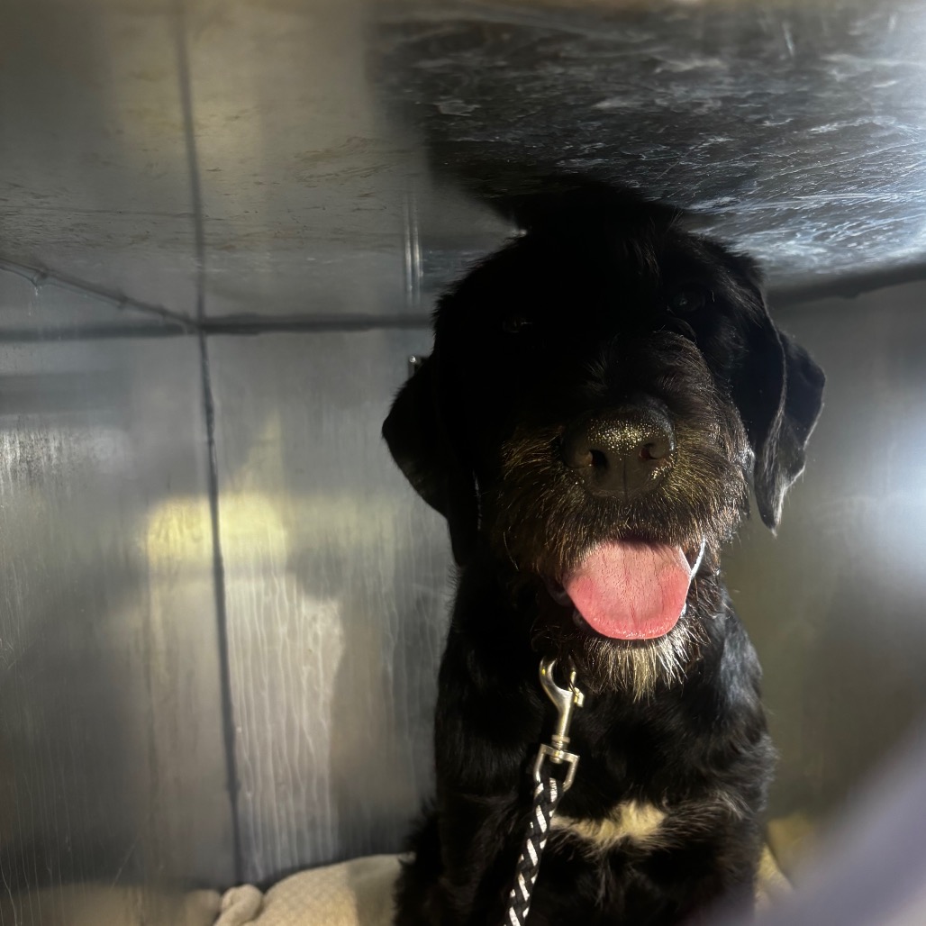 Wesker — thumbnail 2