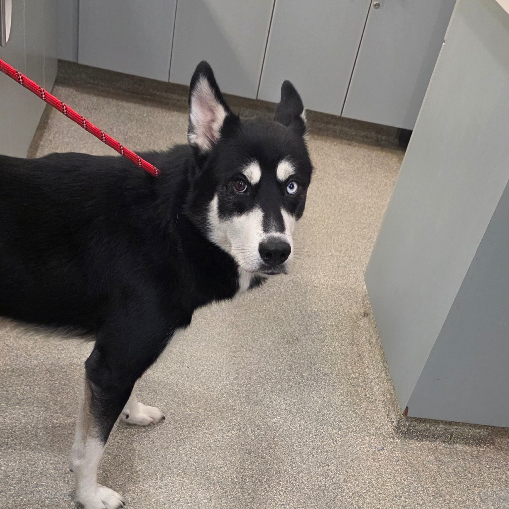CHEWIE - Mixed Breed (Large) available for adoption