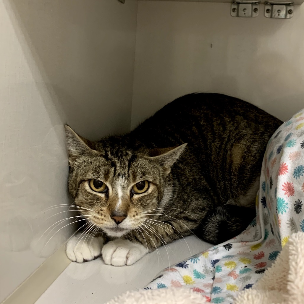 Farrah - Domestic Shorthair