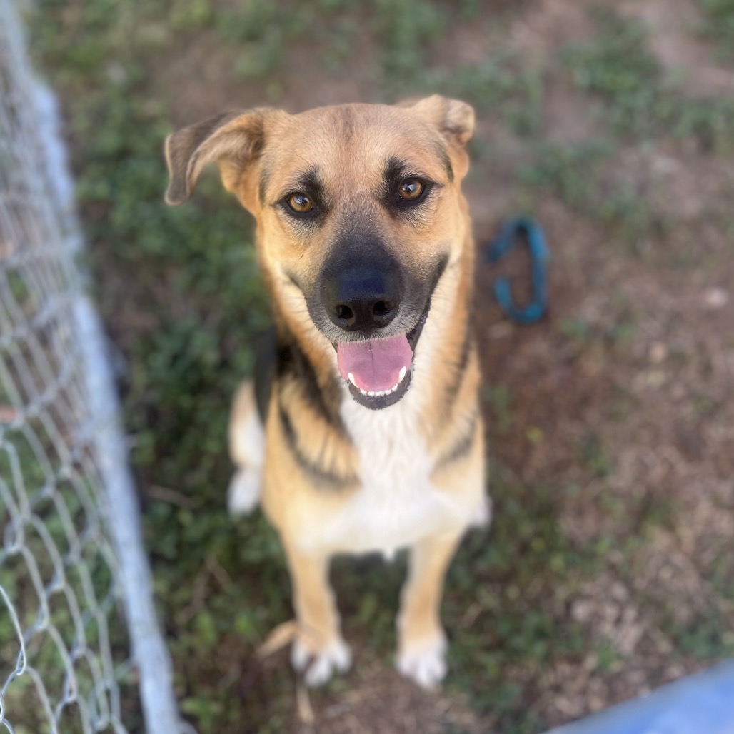 WINSTONIE - Shepherd available for adoption