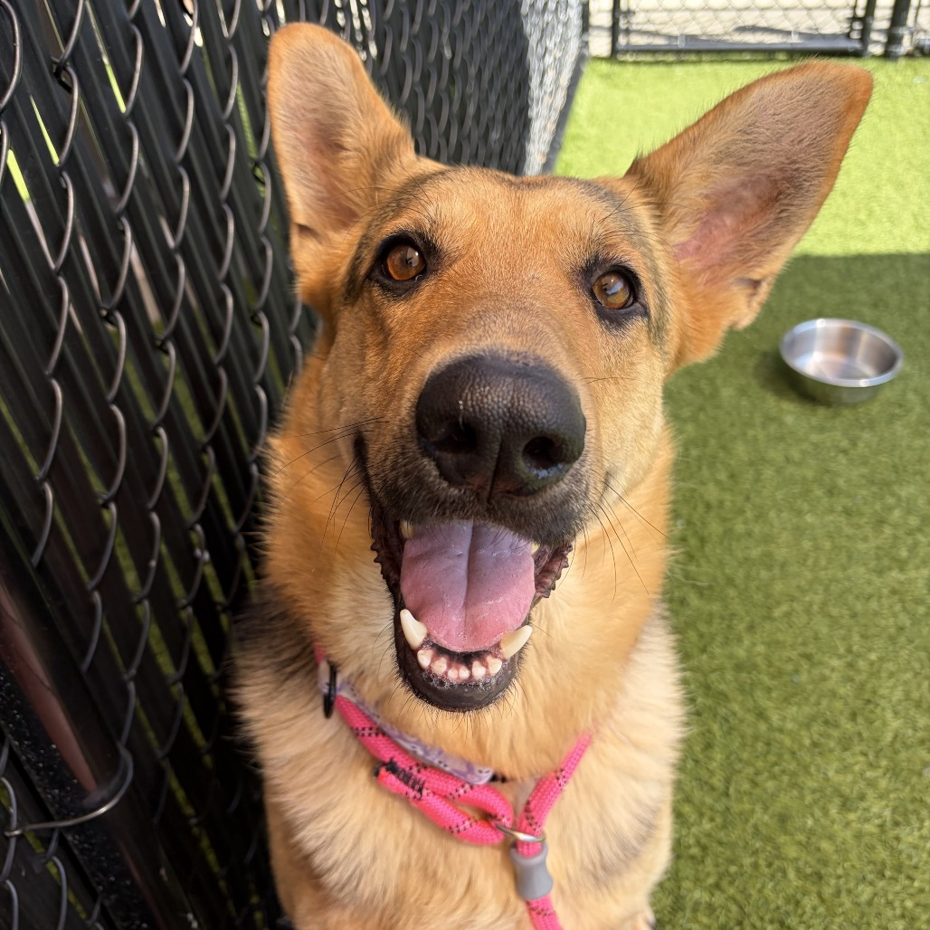 FELICITY - Shepherd, German / Mixed Breed (Large) available for adoption
