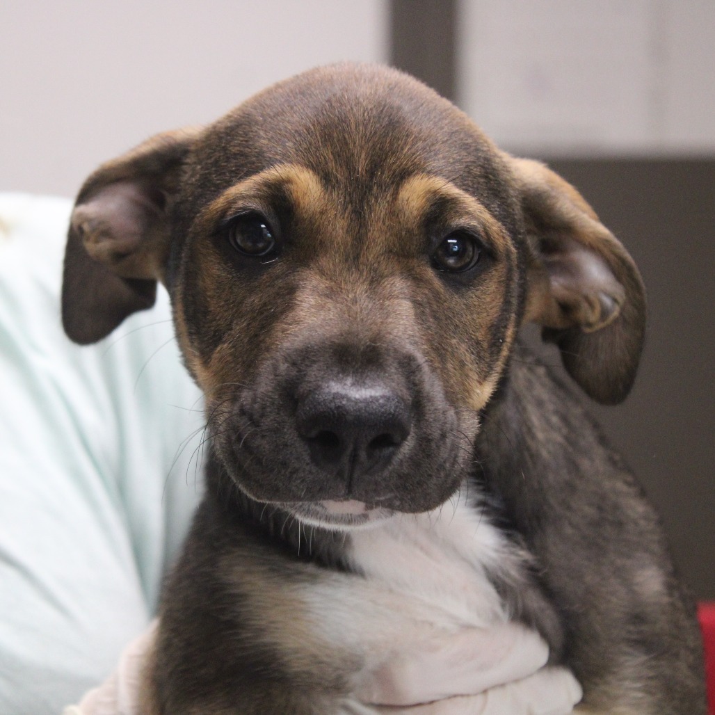 MAILBOX - Shepherd, German / Collie available for adoption