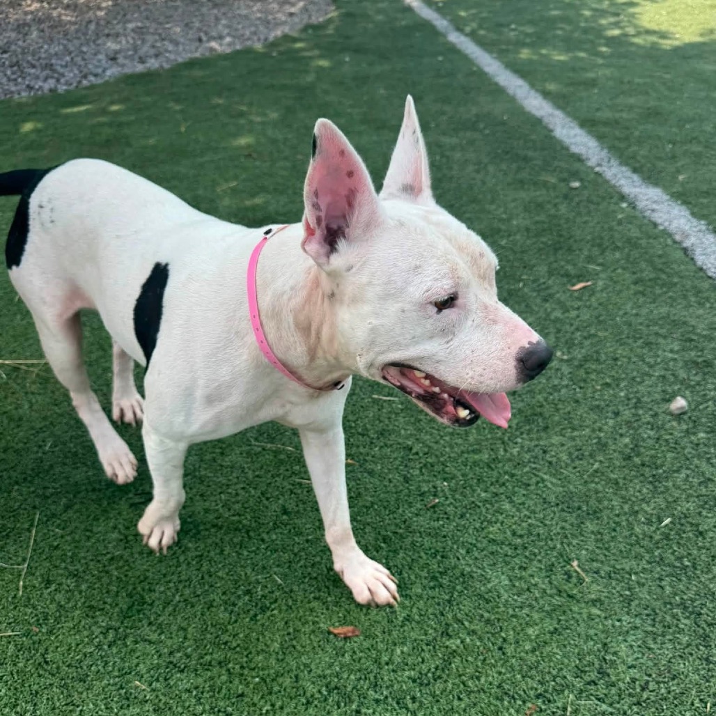 Zoya (Formerly Taco), photo 12