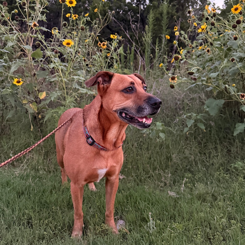 Honey — thumbnail 8